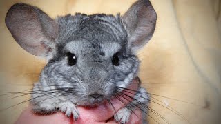 Cute and Funny Moments with 🥰 Chinchilla Compilation : 10 Interesting Facts about Chinchilla by Animal house - Channel of Amazing Animals Secret 667 views 10 months ago 4 minutes, 17 seconds