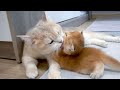 Tops of mother cat showing love to her kittens the sound of happiness part 3