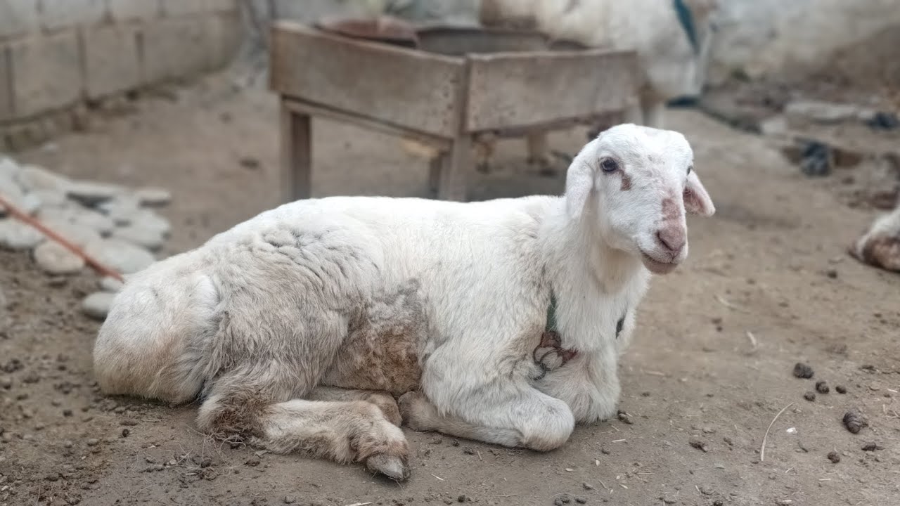 Nowshera mandi 18 Feb 2026