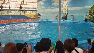 Dolphin Bay Phuket, Thailand- part 4