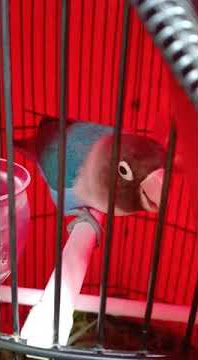 masteran love brid suara tongkeret