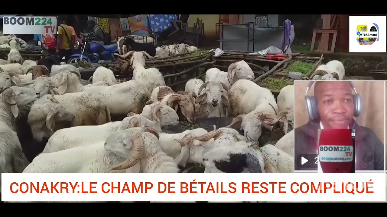 Conakry:Fête TABASKI du 28 juin2023.Yimbaya,1 mouton est vendu à 7500.000fg et2500.000fgsur le champ