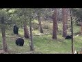 Mama black bear with cubs.