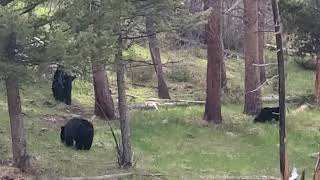 Mama black bear with cubs.