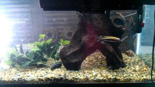 Dizzy fish