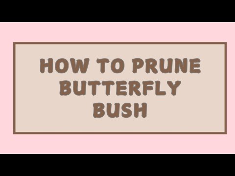 How to Prune Butterfly Bush - YouTube