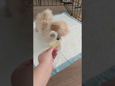 Mochi the Maltipoo
