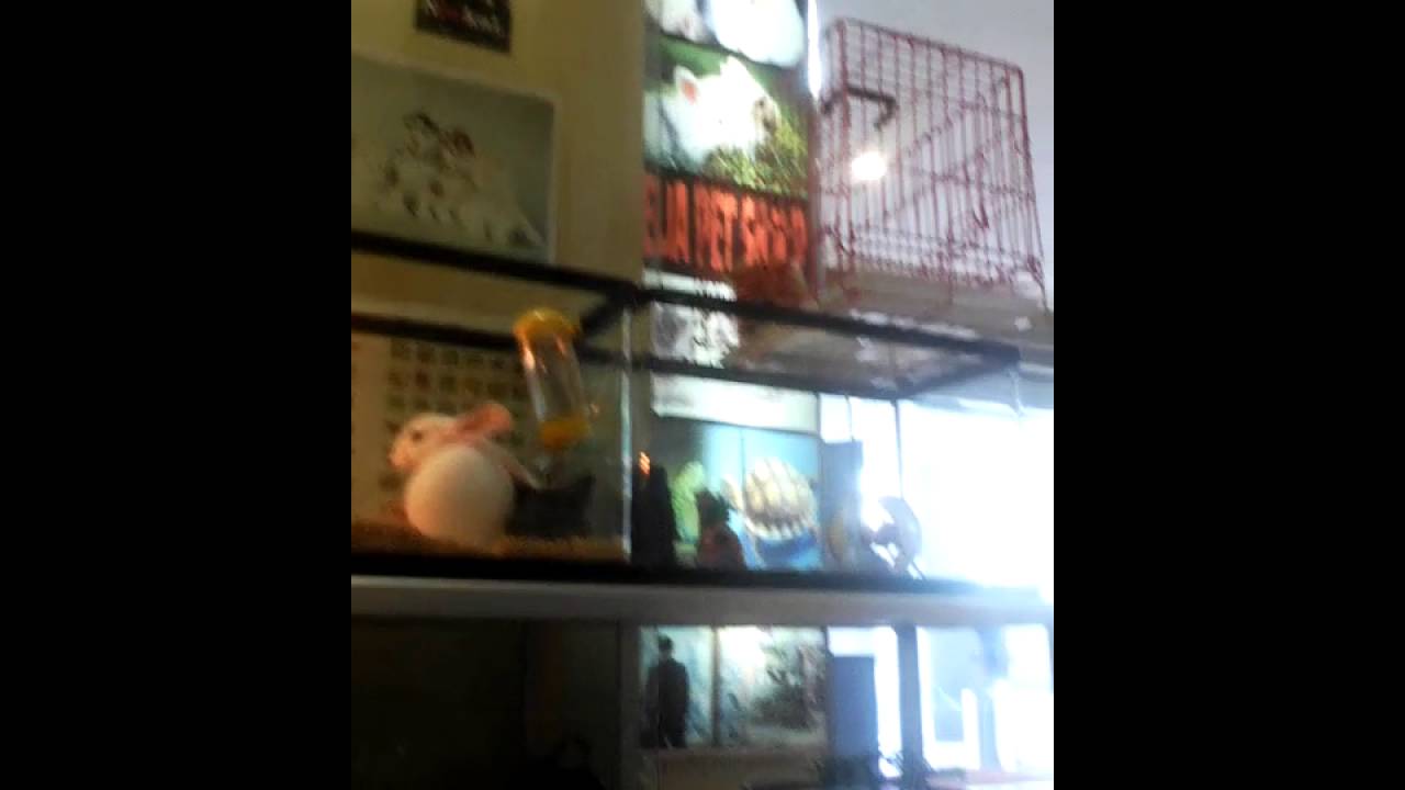 Elia pet shop YouTube