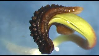 Calendula (Pot Marigold) seed germination time lapse #plants