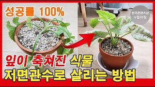잎이 축 쳐진 식물 저면관수로 쉽게 살리는 방법! 싱고니움 밀크컨페티