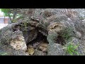 多田神社のムクロジ 兵庫県川西市多田院多田所町 兵庫の巨樹