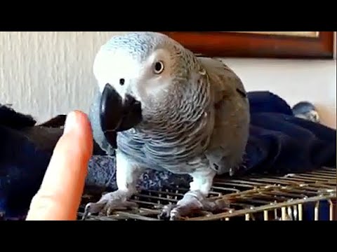 Я тебя укушу!