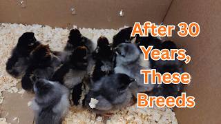 Hoover's Hatchery Breed Review for Backyard Owners