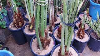 طريقة زراعة فسائل النخيل مع الخبير الزراعي ابو نبراس , Phoenix dactylifera