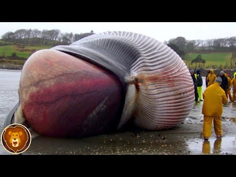 Video: 5 aufstrebende Hunderassen, von denen Sie noch nichts gehört haben