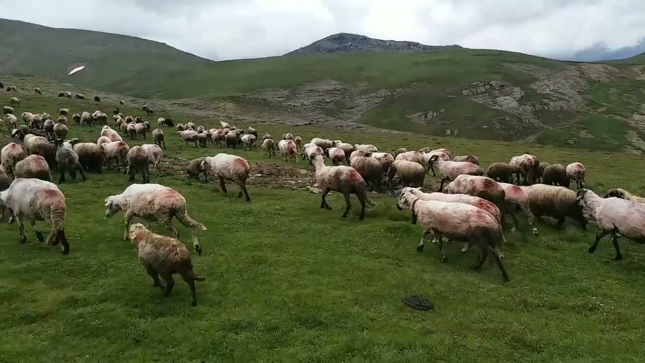 GÜMÜŞLÜ KÖYÜ -ÇAKMAKLI YAYLASI