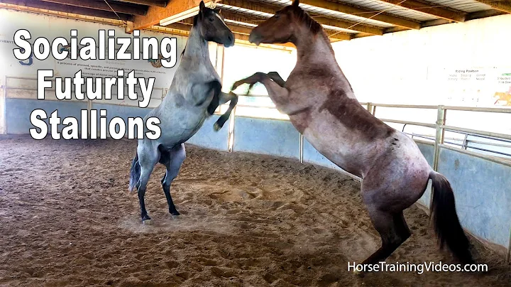 Socializing Young Futurity Stallions - Cutting Hor...
