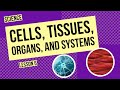 Life's Building Blocks: Cells, Tissues, Organs, and Systems