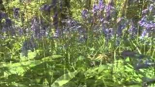 Introduction to Wildlife Filmmaking Course