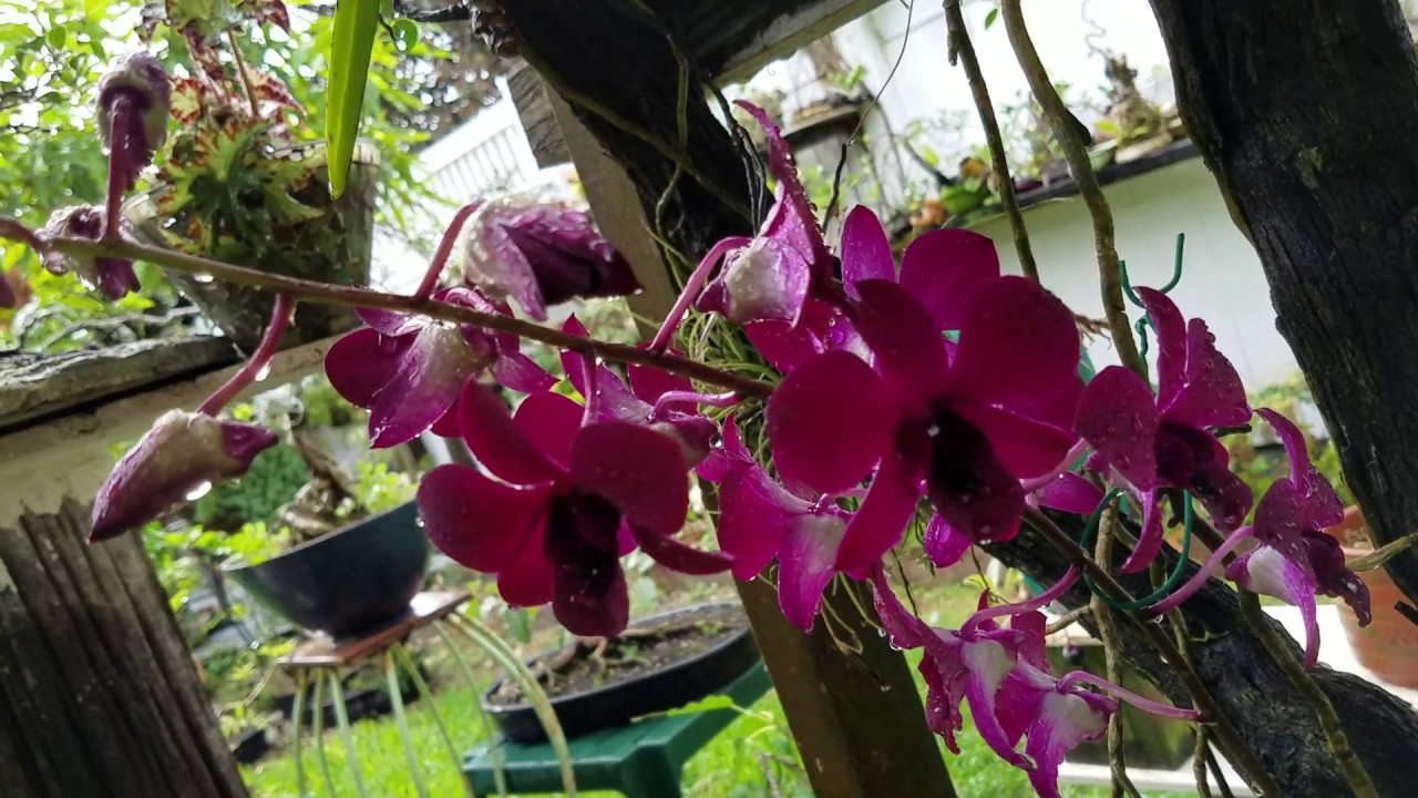 Dendrobium Orchid in Bloom