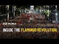 Inside the Flamingo Revolution – A report by Natalia Komarow