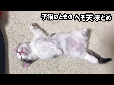 子猫のときのヘソ天 まとめ