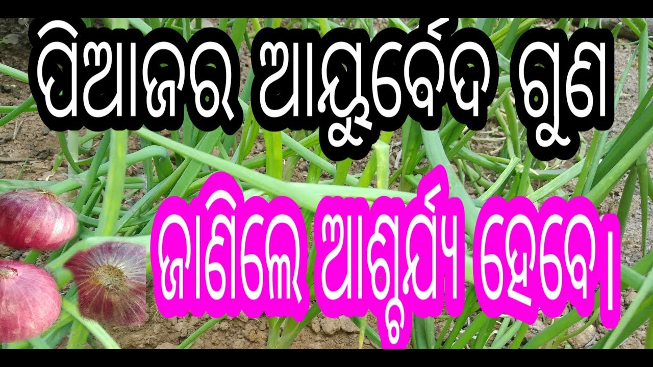 Pyaz U ପିଆଜ ର ଆୟୁର୍ବେଦ ଗୁଣ ଜାଣିଲେ ଆଶ୍ଚର୍ଯ୍ୟ ହେବେ। benefit of pyaz । - YouTube