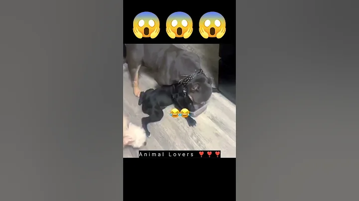 Video 10826771: cats lover animals dogs, cat animals lover funny, best funny cats dogs