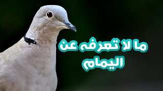 طائر اليمام - اجمل يمام ممكن تشوفه - صوت اليمام اجمل صوت ممكن تسمعه | بنك المعرفة