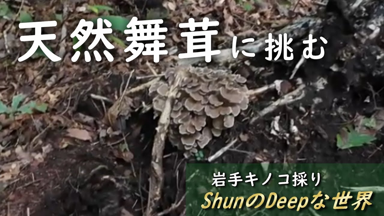 【きのこ採り】2025年 マイタケ狙い