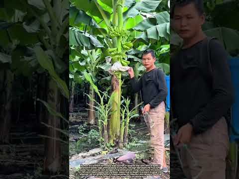 Harvesting Protected Banana Clusters from the Plantation with Care and Precision
