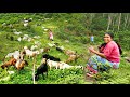 Goat Grazing in Nepali Village | People Life of Nepal | Bijaya Limbu