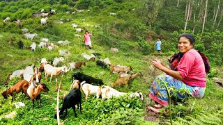 Goat Grazing in Nepali Village | People Life of Nepal | BijayaLimbu