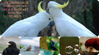 4k Ultra HD Video Very beautiful birds,It makes my heart happy to see,we love birds,#shortvideo#love