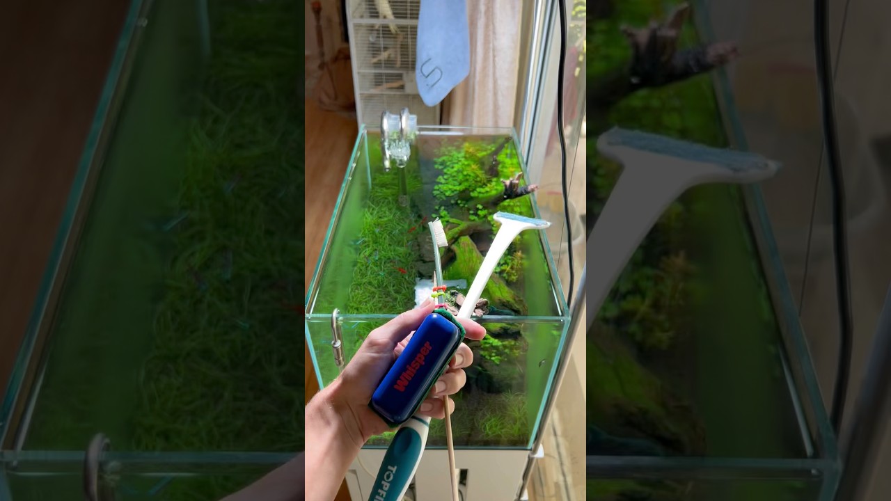 Let’s clean the algae off the glass #Aquascape #Aquarium #Fishtank #YouTubeShorts ￼