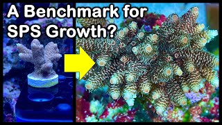 Your Sps Corals Growing Fast Or Slow? Come See Some Realistic Progression Examples For Benchmarking.