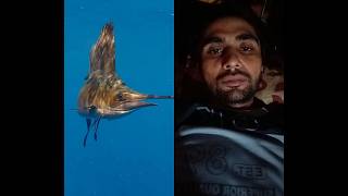 Top Deadliest Fishes in the World #facts #animals #nature #amazingfacts #fish #shark #ytshorts