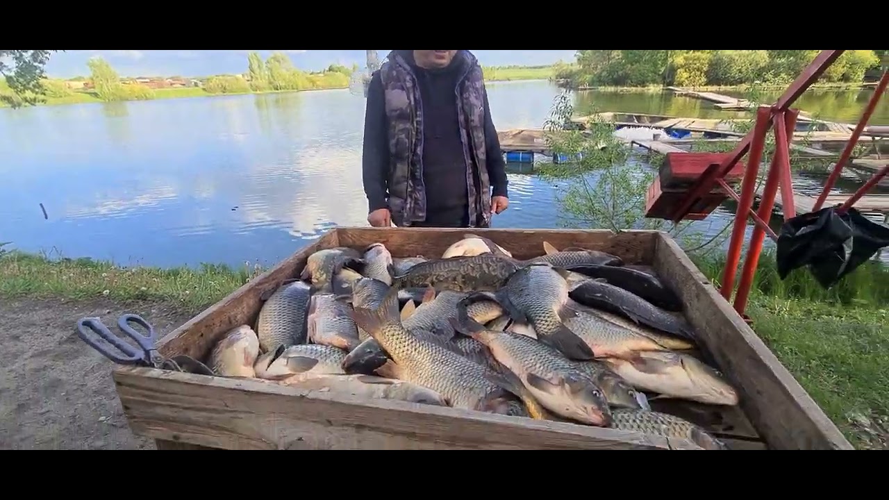 Крх барыбино русфишинг. КРХ Краснопресненский пруд рыбалка. Русфишинг КРХ Возрождение. Барыбино волна Русфишинг.