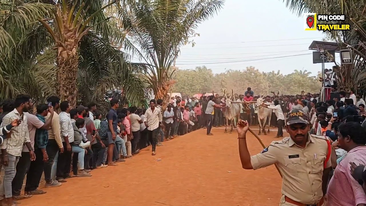 Vadisaleru Junior Bulls Race Village Final Run | Traditional Bull Racing India | 533294