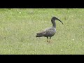 Theristicus caerulescens / Bandurria Mora / Plumbeous Ibis