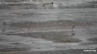 Mississippi River Flyway : American Avocet nonbreeding