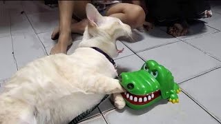 You Laugh You Lose 🤣 Funny Cats and Dogs Videos 2023 🥰 Part 10