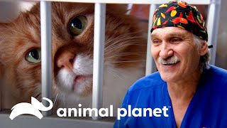 Jóvenes aprenden cuidados veterinarios en jornada voluntaria | Dr. Jeff, Veterinario | Animal Planet