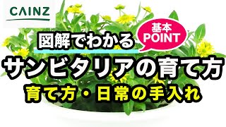 サンビタリアの育て方（別名：メキシカンジニア, ジャノメギク）カインズ花図鑑