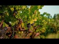Зеленое Вино Португалии Регион (Vinho Verde) Винью Верде