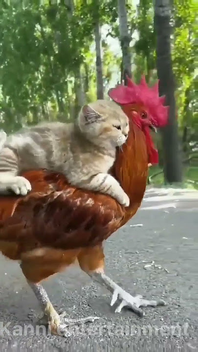 Rooster and cat | best friends #shorts #catvideos #rooster