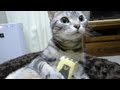 猫とくまモンクッキー