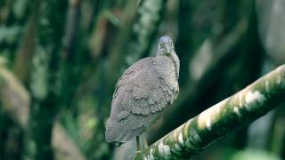 Malayan Night Heron.. Burung Pucung Harimau