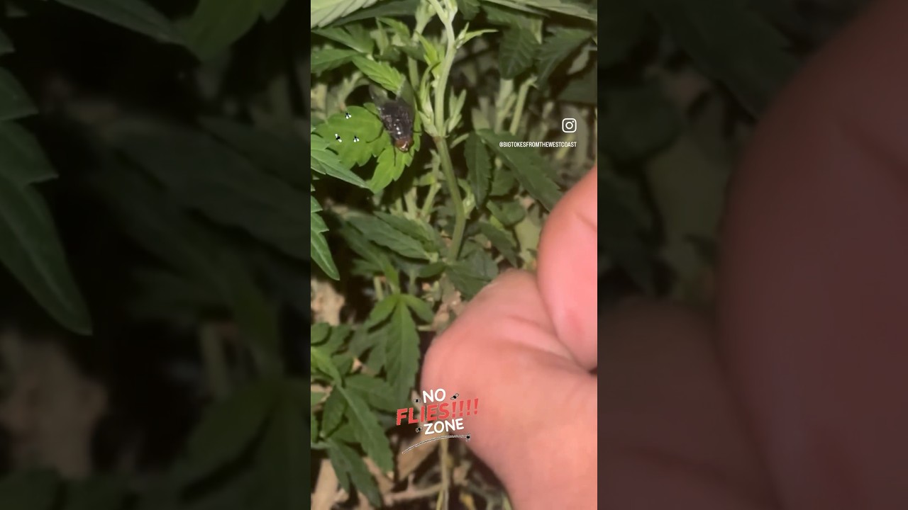 Always Defoliate | Shu Fly | Medicinal Cannabis Maintenance 