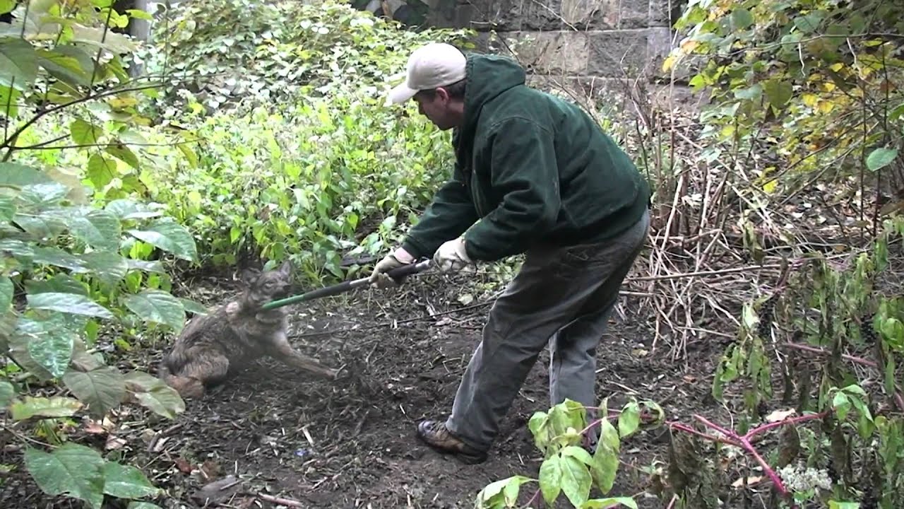 removal of fallopian tube Coyote Trapping Westchester NY